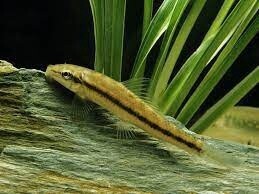 Sucking Catfish