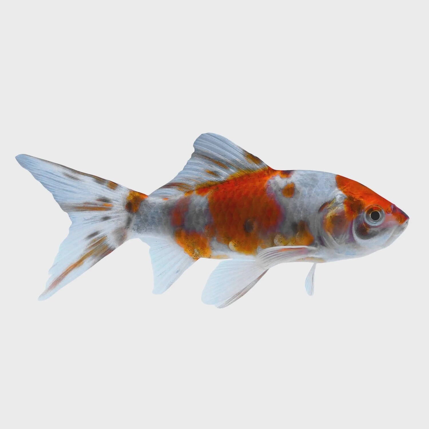 Shubunkin Goldfish