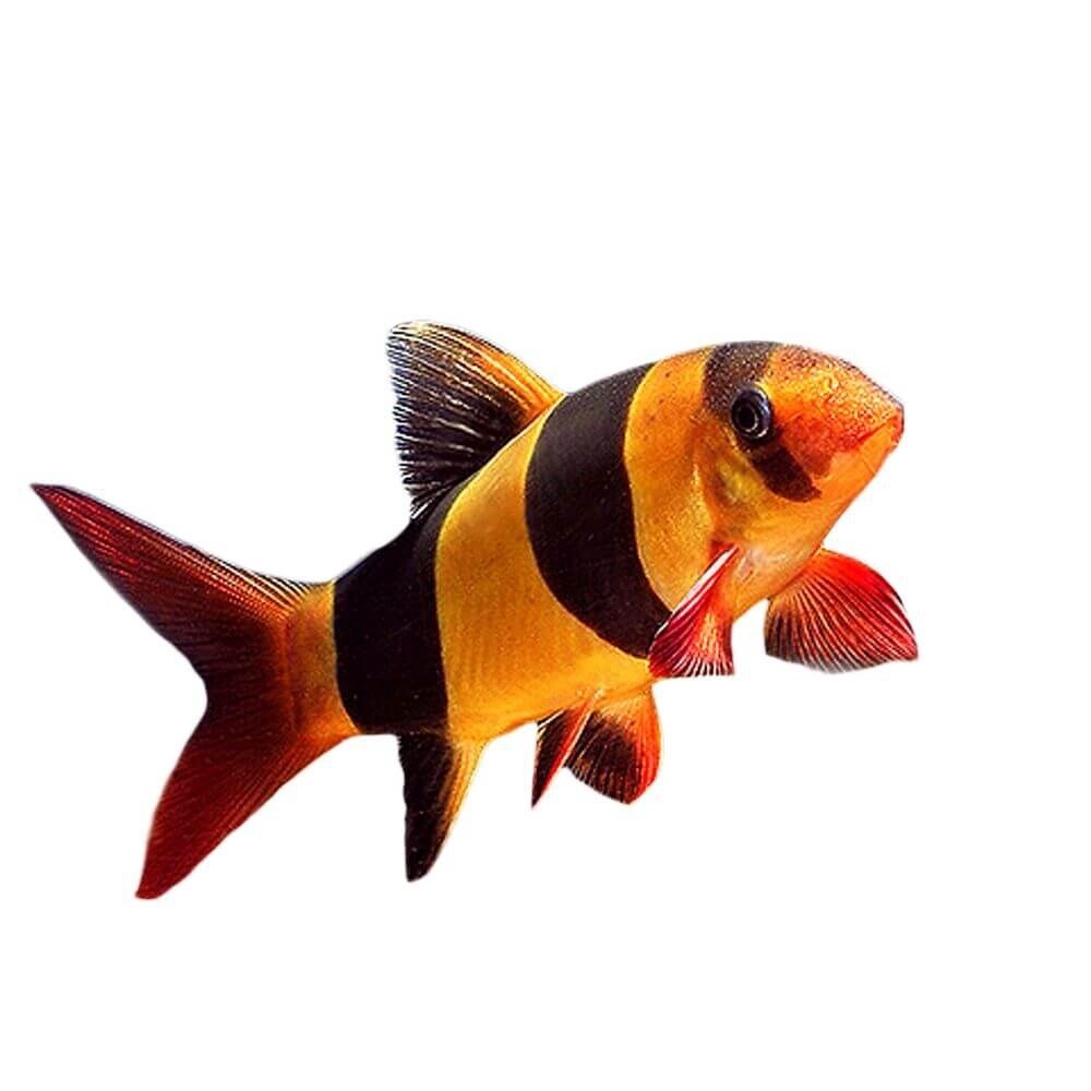 Clown Loach, Size: 5cm