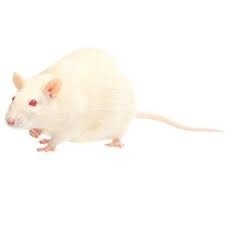 Snake Snacks Frozen Mice