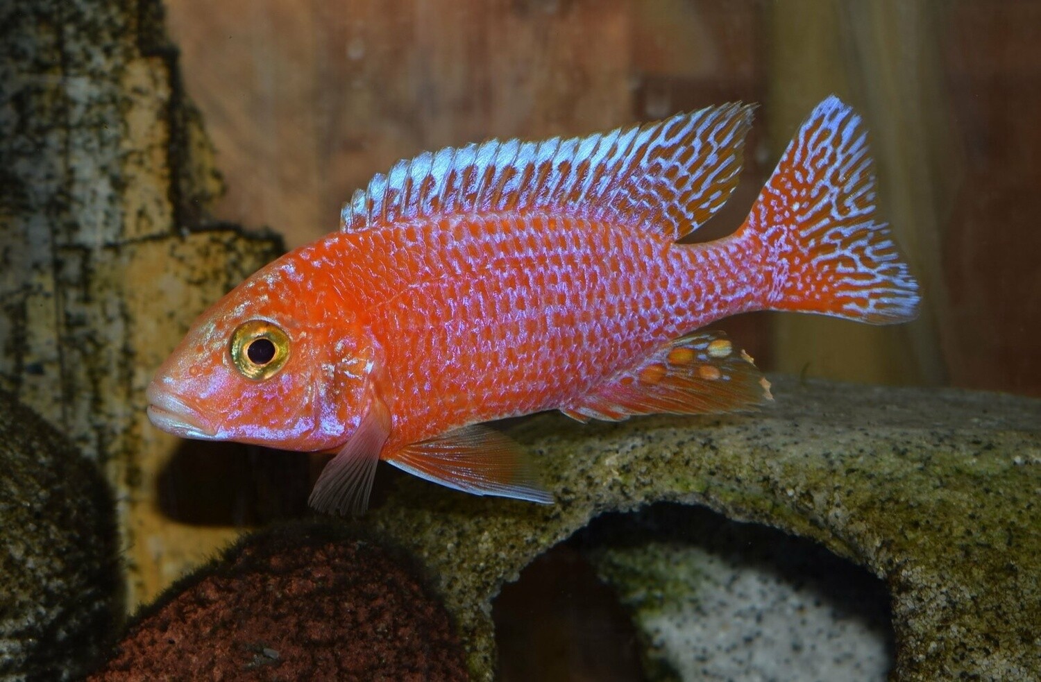 Dragon Blood Peacock