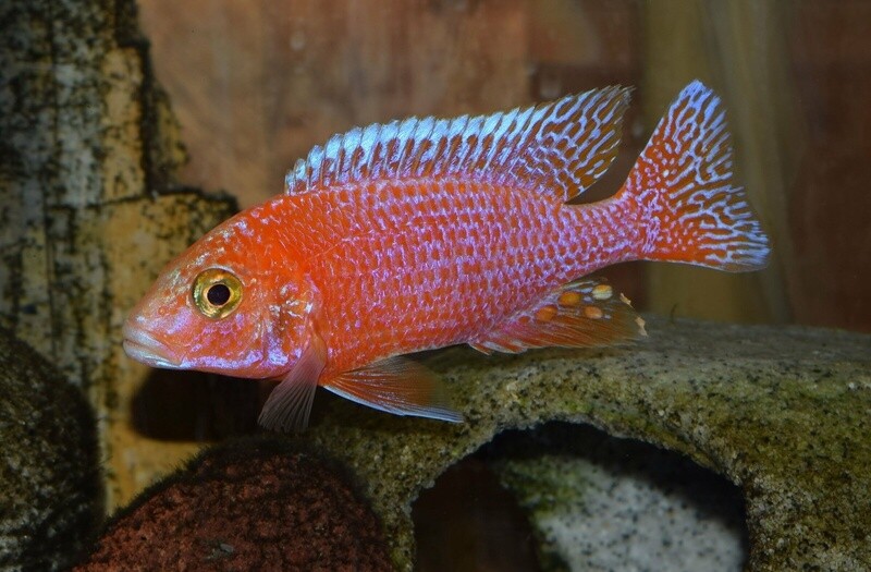 Dragon Blood Peacock