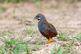 King Quails