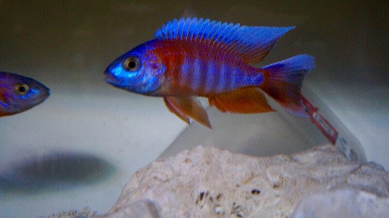 Eureka Red Peacock 5cm
