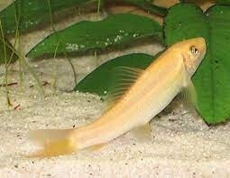 Golden Sucking Catfish