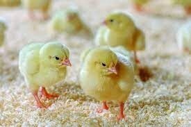 Day Old Chicks