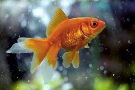 Fantail