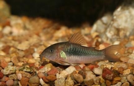 Corydora Catfish, Colour: Brown