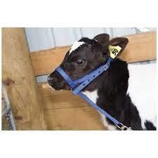 Halter Leading Calf