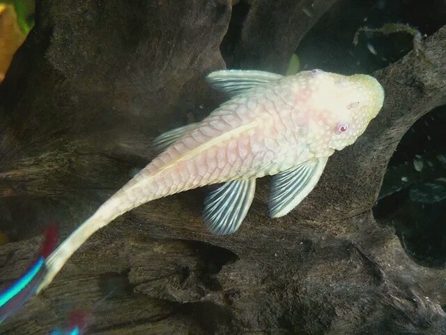 Albino Bristlenose Catfish