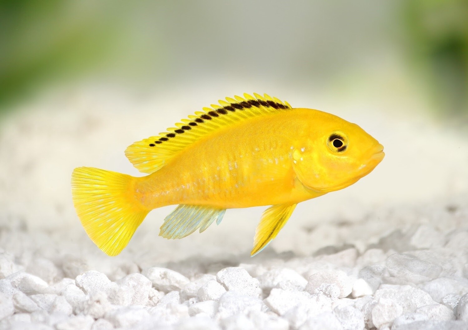 Electric Yellow Cichlid 5cm