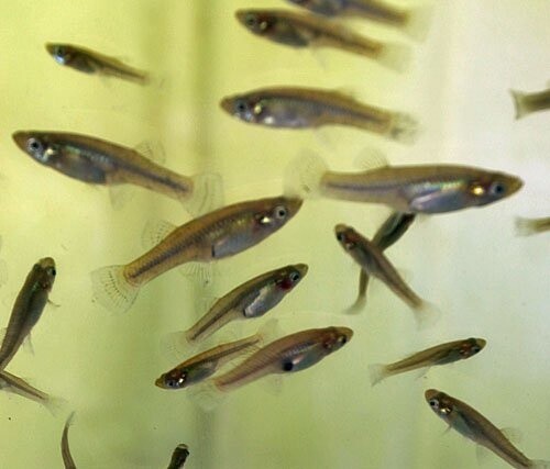 Feeder Fish