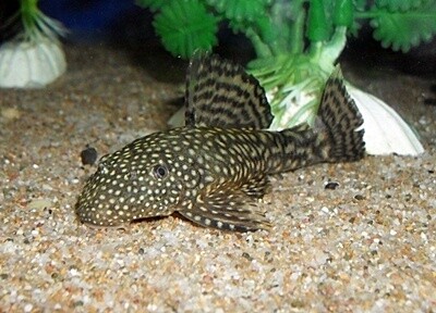 Bristlenose Catfish, Size: 3cm