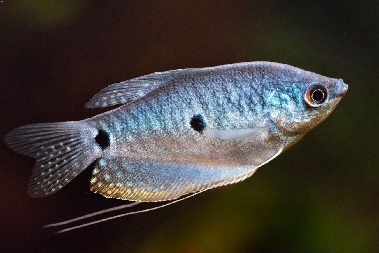 Gourami