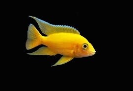 Yellow Peacock