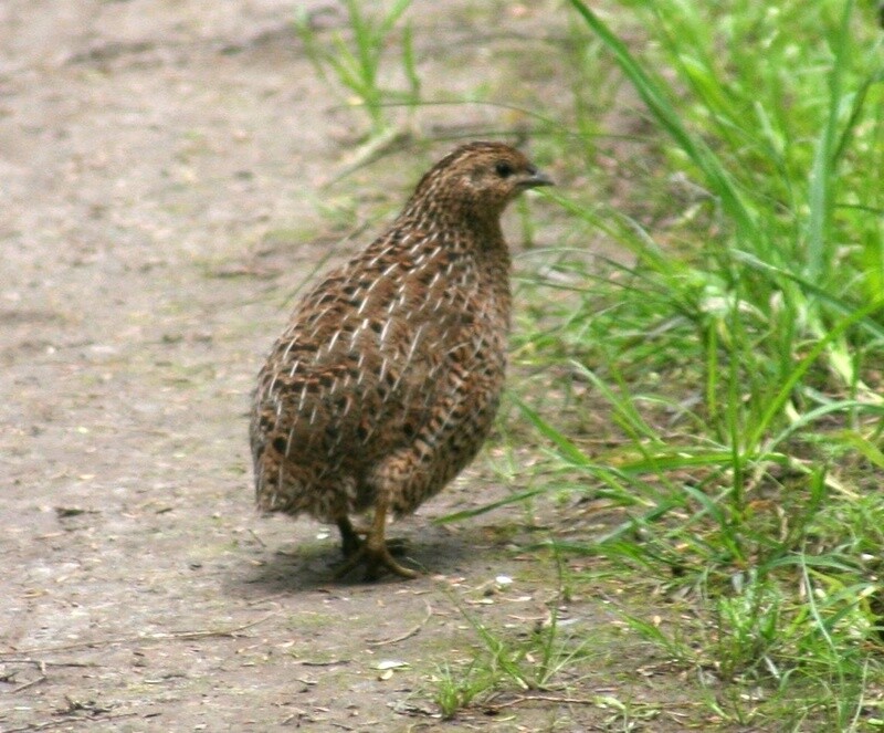 Frozen Snake Food Quails