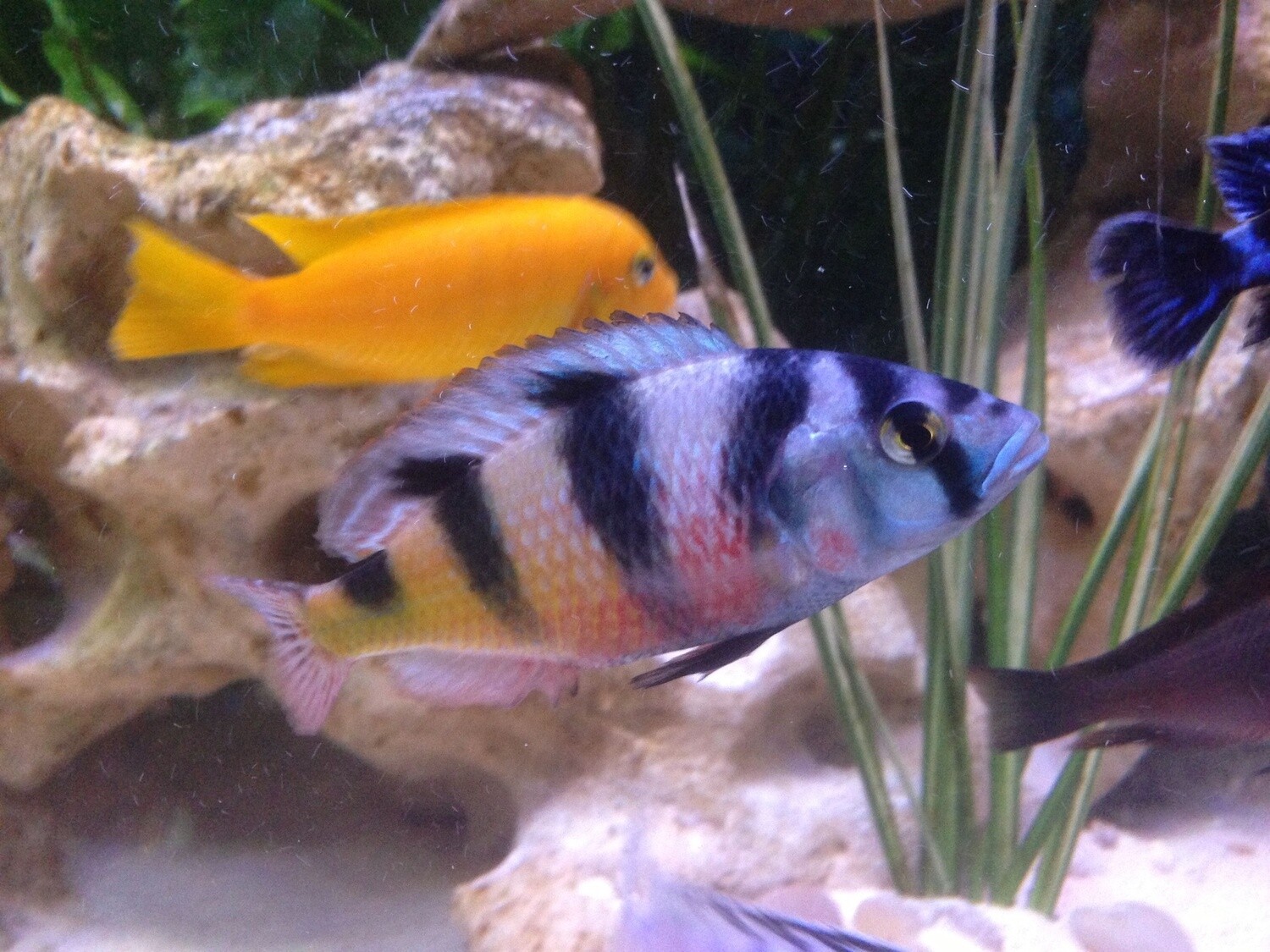 Crimson Tide Cichlid