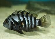 Convict Cichlid
