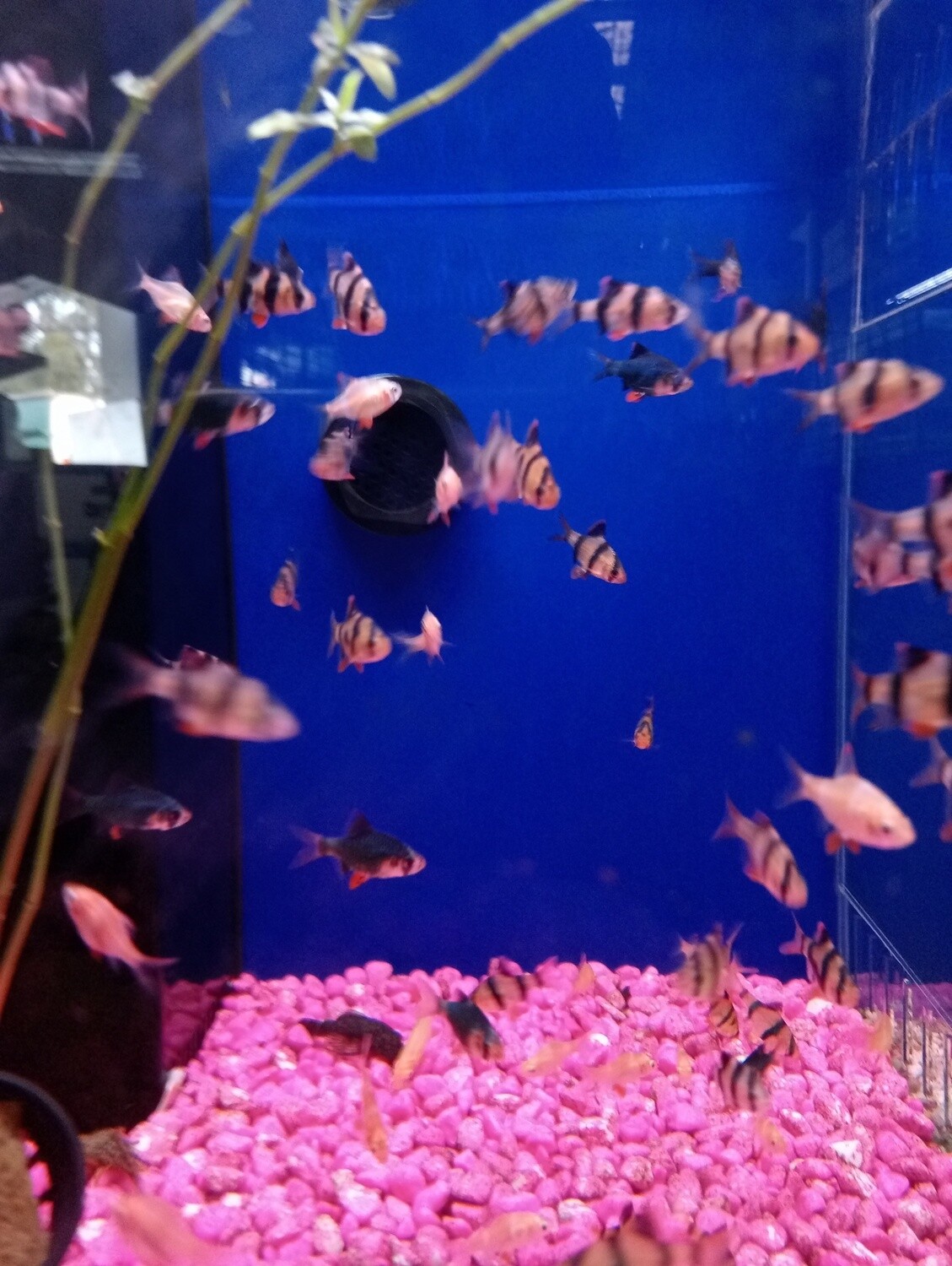 Assorted Barbs