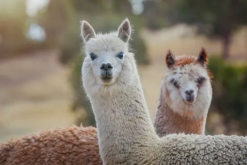Riverina Alpaca Pellets 20kg