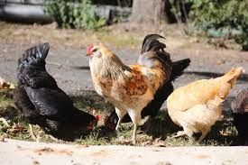 Riverina Pullet Grower (Medicated) 20kg