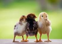 Riverina Chick Starter Crumbles 20kg