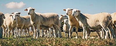 Riverina Sheep Pellets 20kg