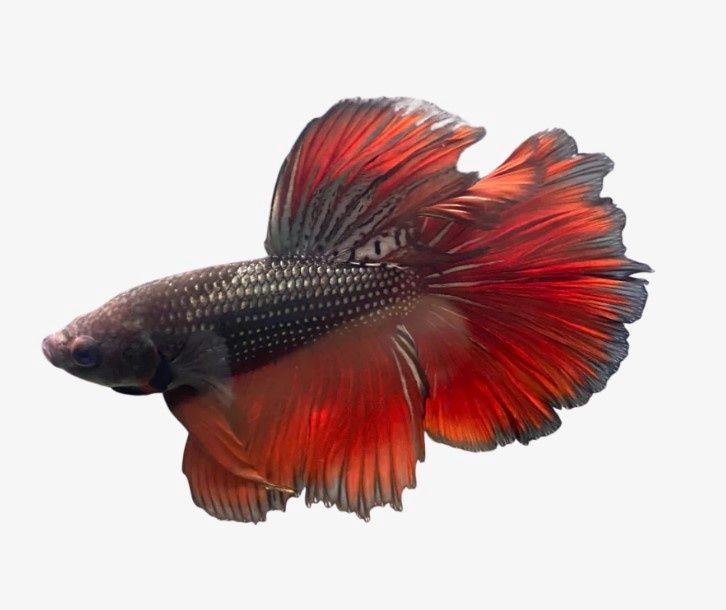 Betta (Fighting Fish), Species: Dragon Halfmoon