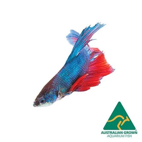 Betta (Fighting Fish)