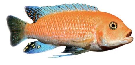 Assorted African Cichlid 5CM