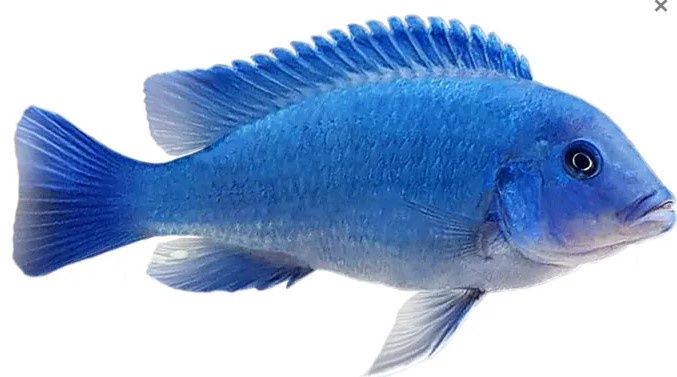 Cobalt Blue Cichlid