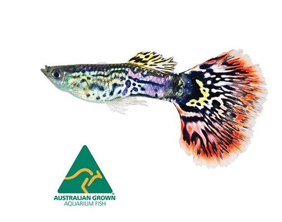 Assorted Cobra Guppy