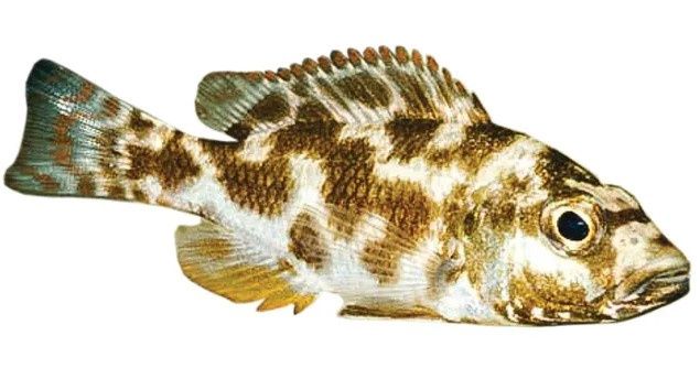 Livingstonii Cichlid 5cm