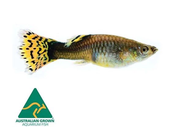 Guppy Female