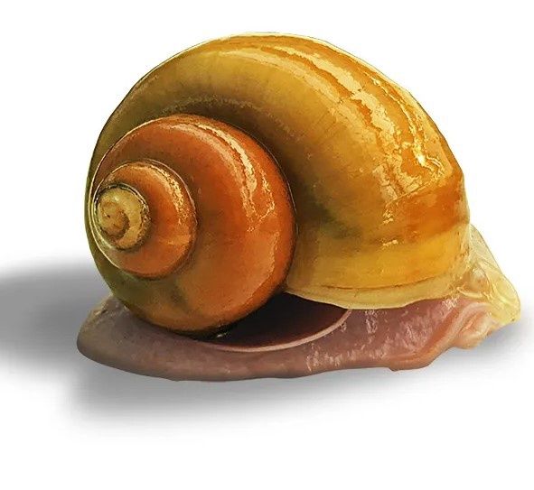 Aquatic Mystery Snails