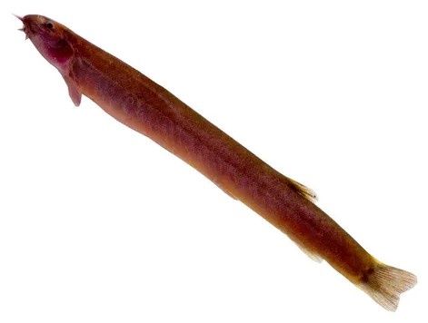 Kuhlii Loach