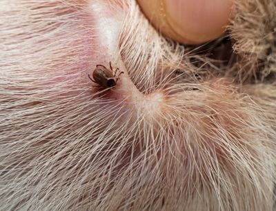 Flea, Tick &amp; Wormers