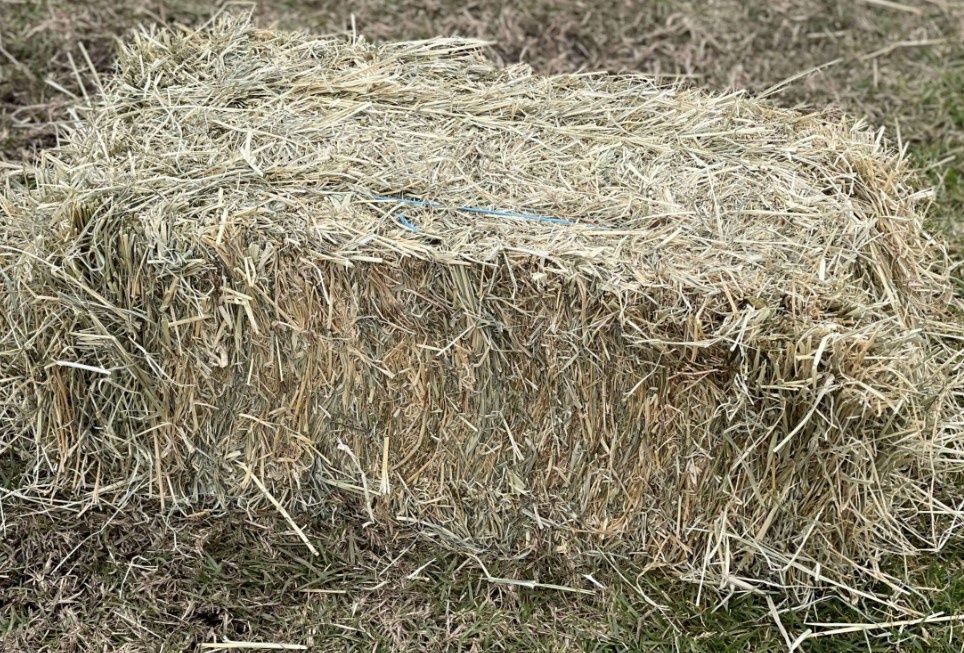 Rhodes Grassy