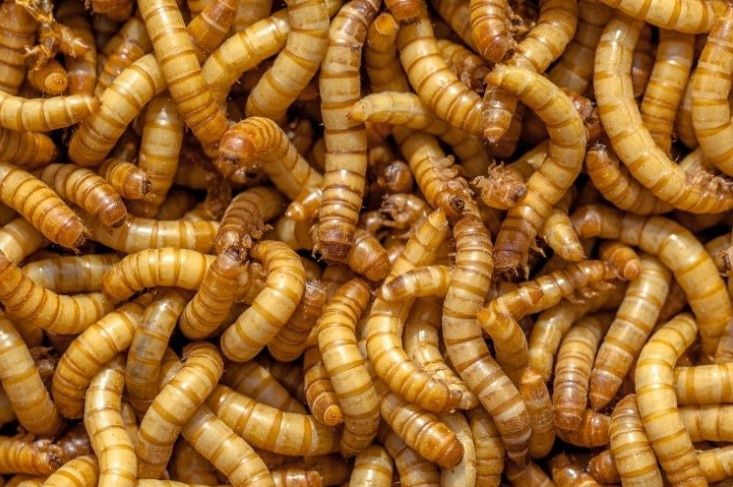 Mealworms