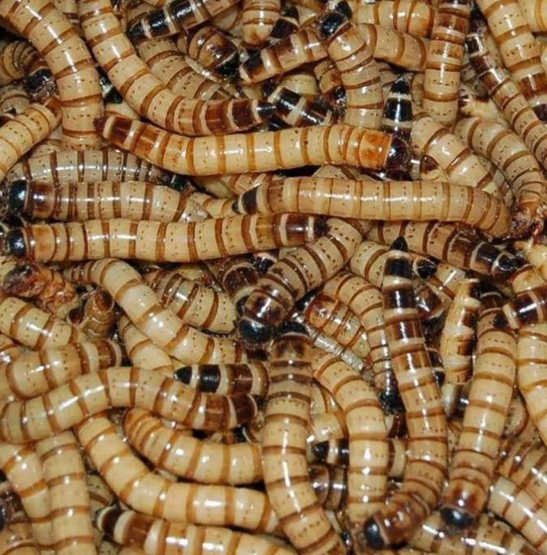 Superworms