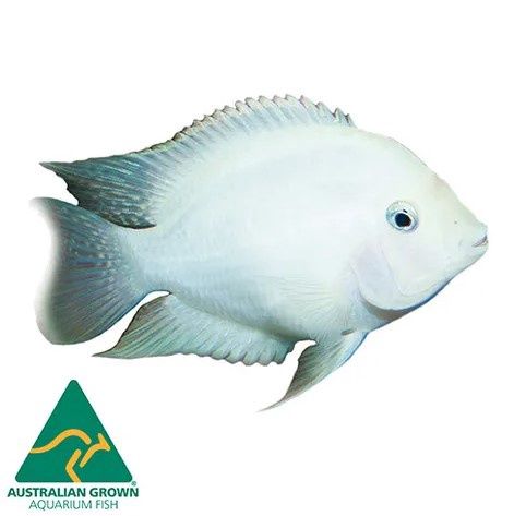 White Convict Cichlid