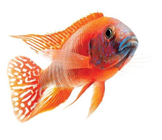 Blueberry Zebra Cichlid