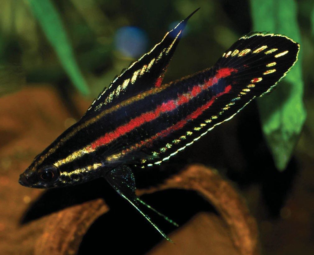 Licorice Gourami