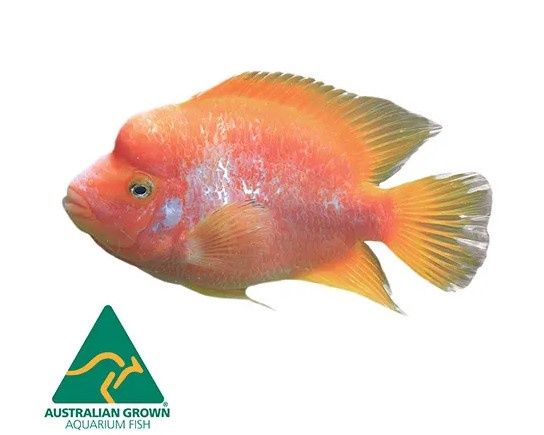 Red Devil Cichlid