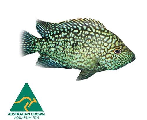 Super Green Texas Cichlid