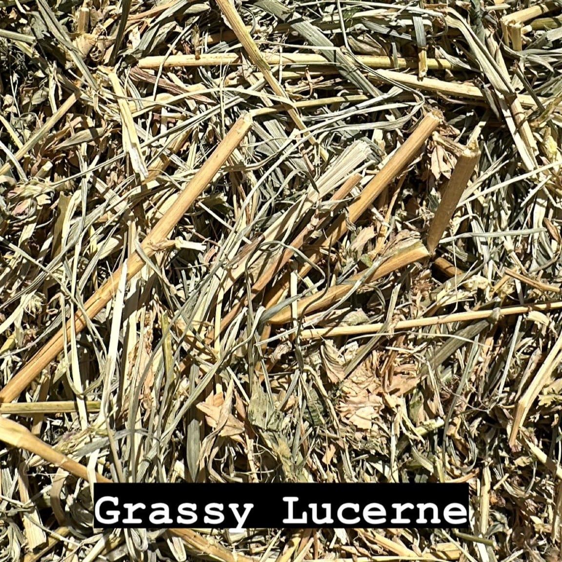 Grassy Lucerne