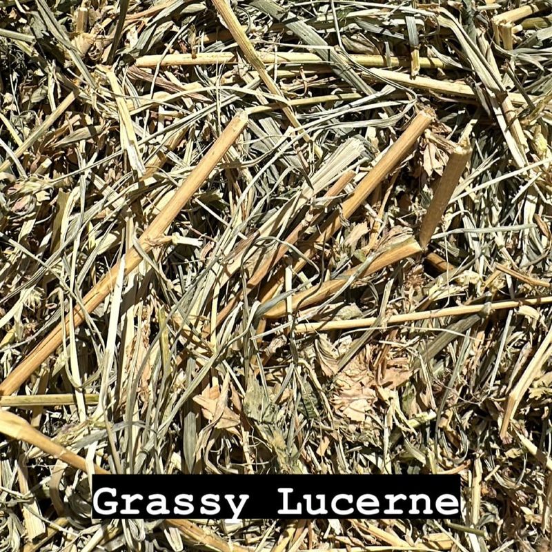 Grassy Lucerne