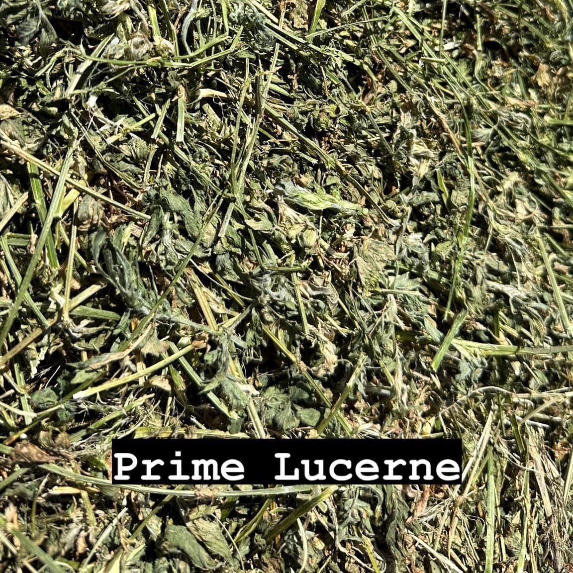 Prime Lucerne