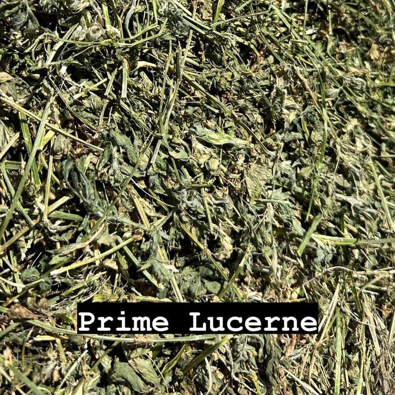 Prime Lucerne