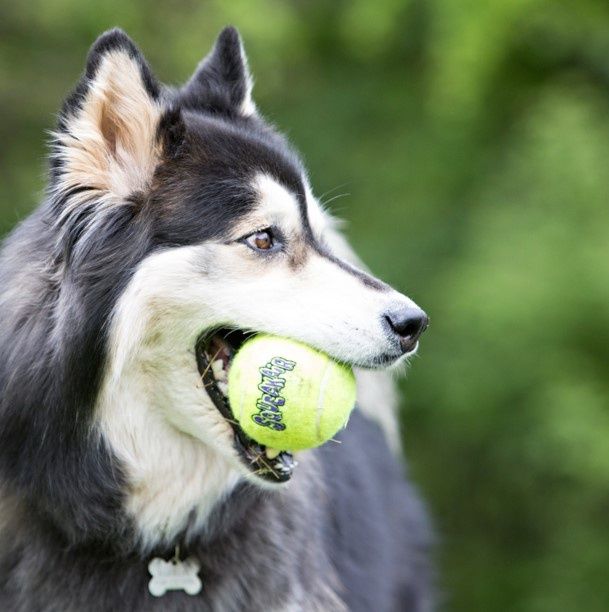 Kong Airdog Squeaker Balls